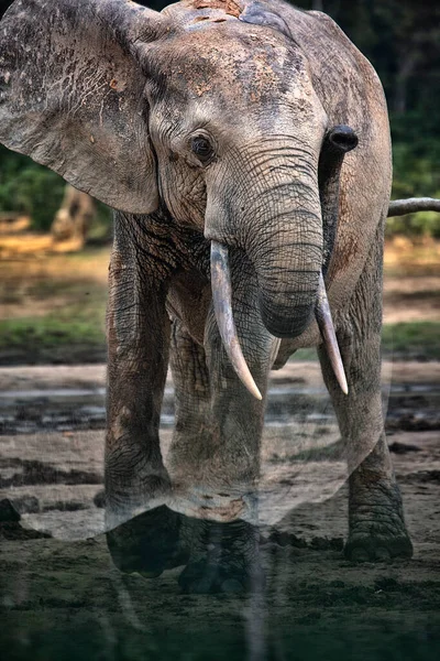 Dzanga Baiのアフリカの森の象 Loxodonta Africana Cyclotis 象は森の浄化 Bai を訪れ 水に溶かした塩を手に入れます 象は地面に穴を通って自分の悩みを置くと — ストック写真