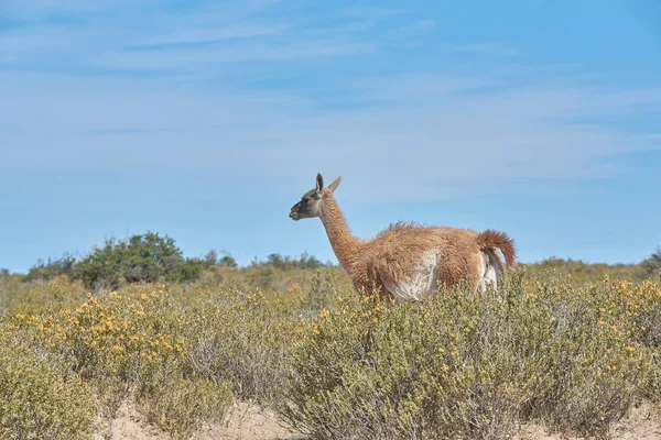 Guanaco Torres Del Paine Chile — Fotografia de Stock