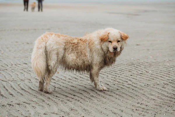 Cute Mucky Dog Standing Beach — Stock Fotó