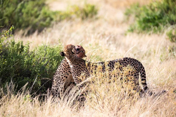 Cheetahs Brush Each Other Meal — Stock Photo, Image