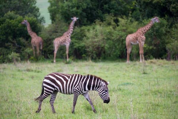 Algumas Zebras Meio Savana Quênia — Fotografia de Stock