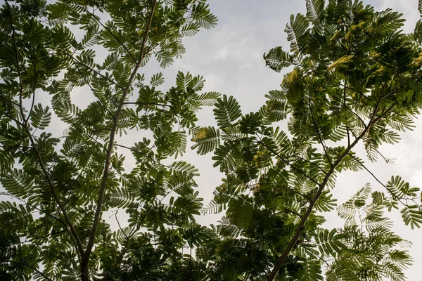 Liście Gałęzie Drzew Mimosa — Zdjęcie stockowe