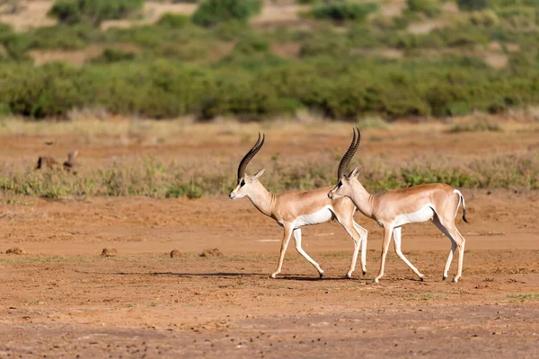 Una Grant Gazelle Nella Savana Del Kenya — Foto Stock