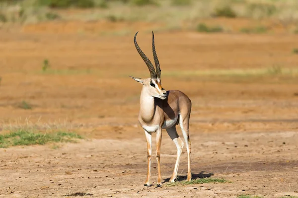 Ett Grant Gazelle Står Mitt Kenyas Gräsbevuxna Landskap — Stockfoto