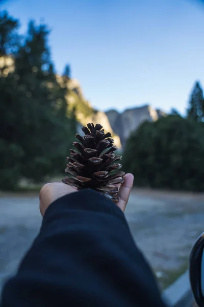 Hand Holding Pine Yosemite — Fotografia de Stock