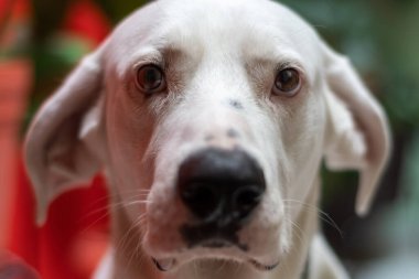 White dog look to camera intently