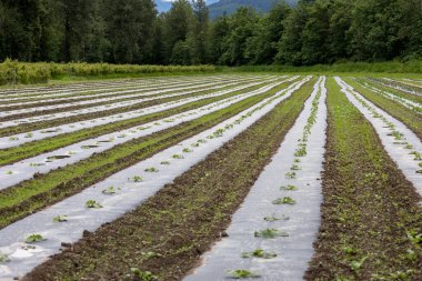 Kanada 'nın British Columbia kentindeki Pemberton Village' da yaz günü yerel bir çiftlikte filizlenen yeşil soğan filizleri bahçe yatağındaki deliklerde büyüyor.
