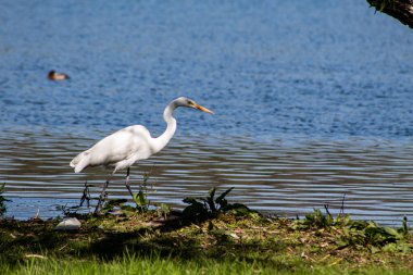 Balıkçıl bir gölün kıyısında yürüyor.