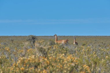 Torres del Paine Şili 'de Guanaco