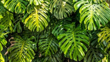 Large Tropical Leaves on a Wall in Guanacaste Costa Rica