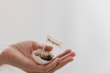 Kadın elleri, bitki mikro yeşillik tohumlarıyla sevimli yumurtalar tutuyor.