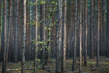 Brandenburg, Almanya 'da Bir Çam Ağacında Ağaç