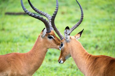 Bir Impala ailesi Kenya savanasında çimlerin üzerinde