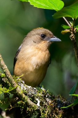 Yeşil Atlantik yağmur ormanlarındaki güzel kahverengi ve bej renkli kuş, Serrinha do Alambari, Mantiqueira Dağları, Rio de Janeiro, Brezilya