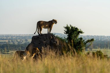 Sabahın erken saatlerinde bir grup aslan çevreyi gözlüyor.