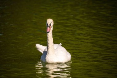 Güneşli bir sonbahar gününde Ukrayna, Odessa 'daki Zafer Parkı' nda beyaz kuğu.