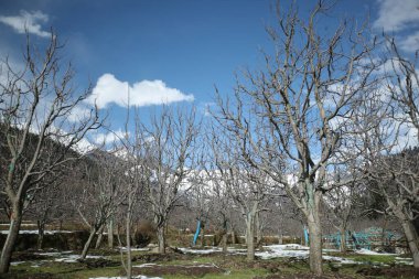 Güneşli bir sabah ve doğal bir güzellik.