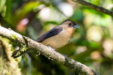 Yeşil Atlantik yağmur ormanlarındaki güzel kahverengi ve bej renkli kuş, Serrinha do Alambari, Mantiqueira Dağları, Rio de Janeiro, Brezilya