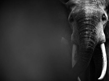 Dzanga Bai 'deki Afrika orman filleri (Loxodonta africana cyclotis). Filler suda çözünen tuzu almak için orman açıklarını (BAI) ziyaret ederler. Filler yalaklarını yerdeki deliklerden geçirip bu hayati minerallere erişebilirler.