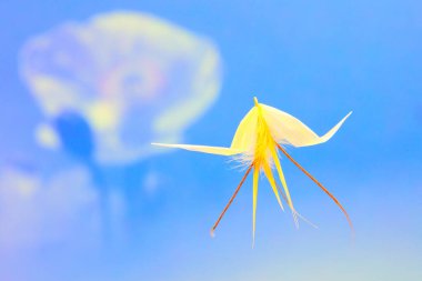 Görsel metafor. Balerinler. Yulaf ezmesi balerin yaprağı. Madrid mi? Sierra de Guadarrama. İspanya