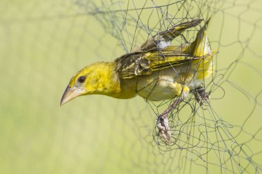 Bir köy dokumacı kuşu (ploceus cucullatus) sis ağında kapana kısıldı.