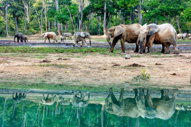 Forest elephants (Loxodonta africana cyclotis) in Dzanga Bai, UNESCO, Dzanga-Sangha Special Reserve, Central African Republic, Africa clipart