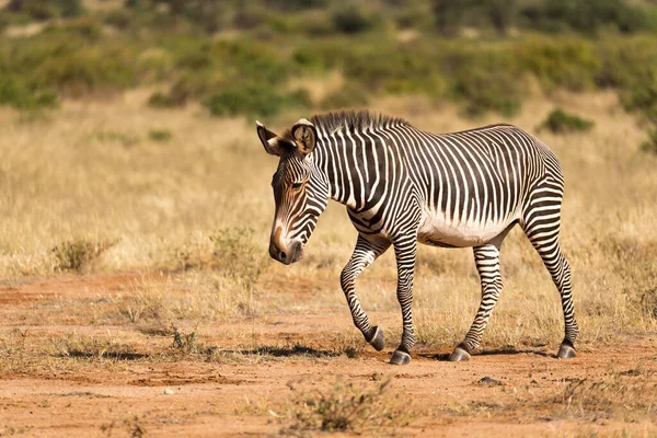 Grevy Zebra Está Pastando Campo Samburu Quênia — Fotografia de Stock