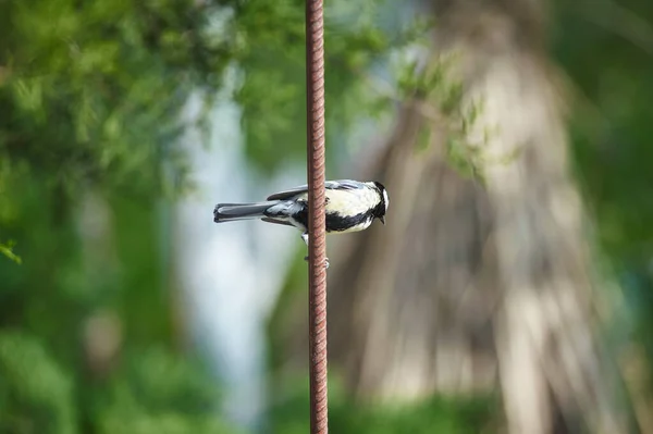 Tit Bird Sits Branches Spring — ストック写真