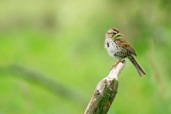 Närbild Porträtt Sparv Gren Med Häckande Material — Stockfoto