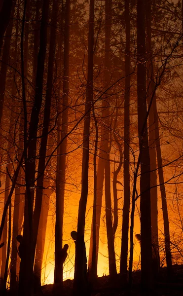 Glühender Wald Nebliger Nacht Orangefarbenes Aktenlicht — Stockfoto