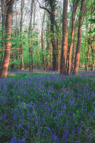 Soleil Brillant Travers Les Bois Avec Des Bluebells Dans Oxfordshire — Photo