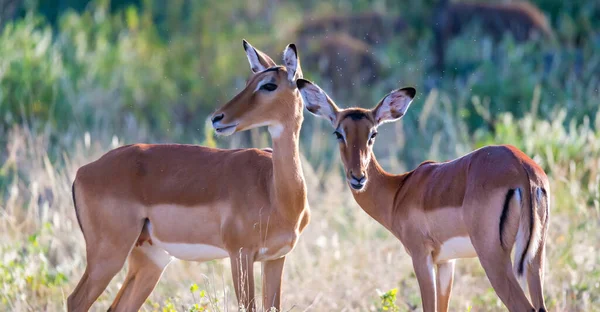 Some Impalas Stand Together Grass Landscape — Stock Photo, Image