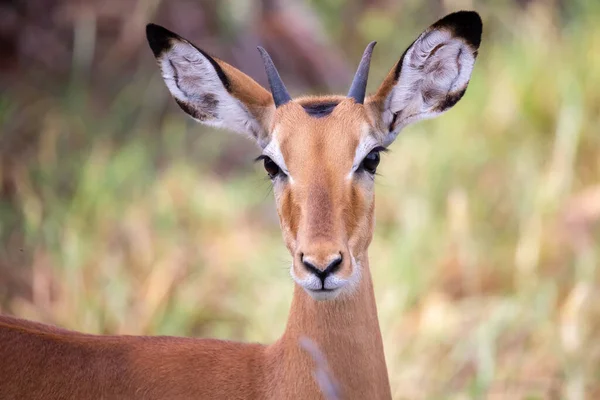 Jedna Antilopa Stojí Mezi Rostlinami Savaně — Stock fotografie