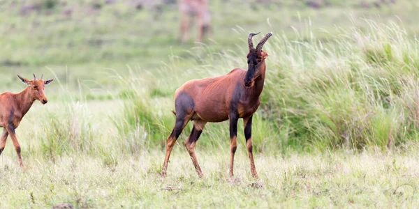 Eine Topi Gazelle Der Kenianischen Savanne Inmitten Einer Graslandschaft — Stockfoto