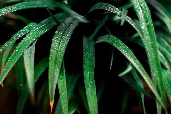 Drops Water Green Plant — Foto Stock