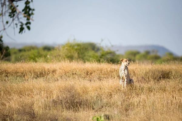 Cheetah Grassland Savannah Kenya — Stock Photo, Image