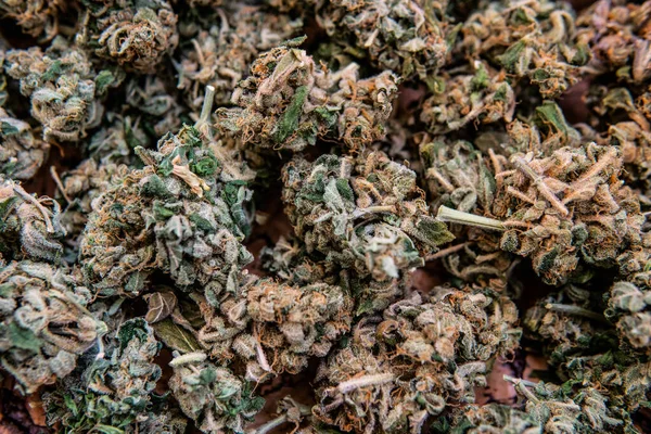 Odlande Sativa Och Indica Stammar Inomhus — Stockfoto