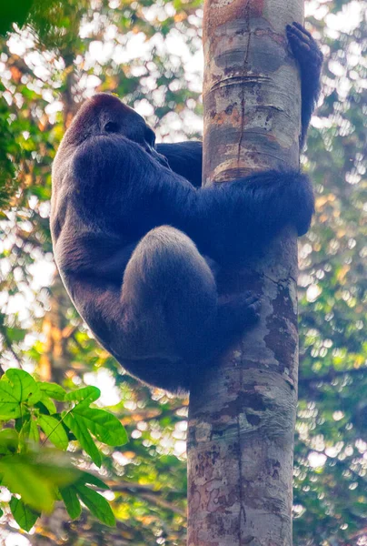 Gorilla Nizinna Goryl Goryl Goryl Goryl Dominujący Srebrzysty Mężczyzna Bai — Zdjęcie stockowe