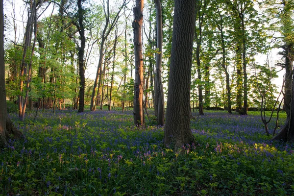 Soleil Brillant Travers Les Bois Avec Des Bluebells Dans Oxfordshire — Photo