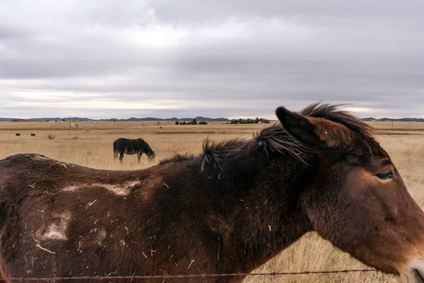 牧草地で馬の閉じる乾燥草原遠くの馬草を食べる — ストック写真