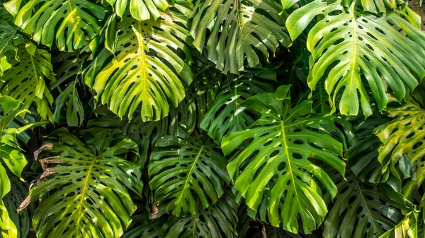 Large Tropical Leaves Wall Guanacaste Costa Rica — Stockfoto