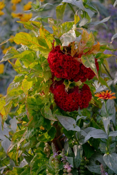 Schöner Blick Auf Die Blütenblumen Sommergarten — Stockfoto