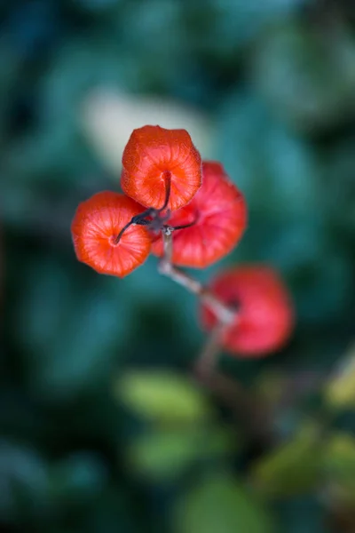 緑色の背景の前にオレンジ色のPhysalisの種子のクローズアップショット — ストック写真