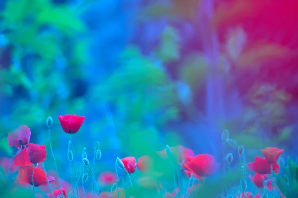 一片片红罂粟 凡士林技术 摄影灵感来自威廉 — 图库照片