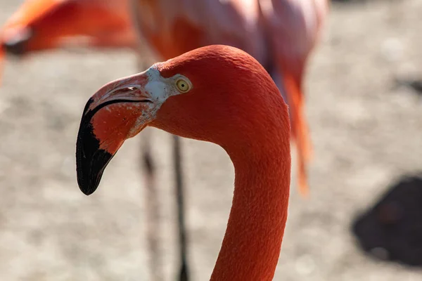 Ansiktet Rosa Flamingo Med Gula Ögon — Stockfoto