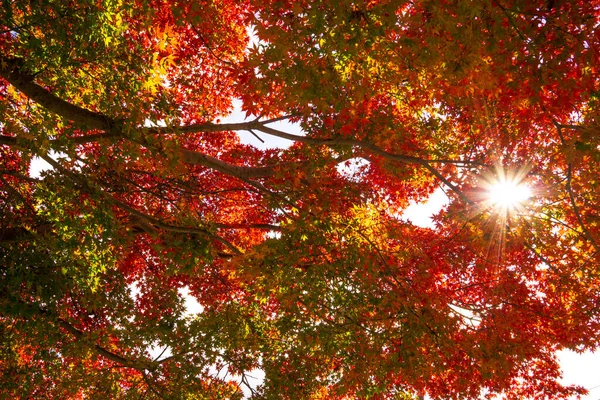 Arashiyama Togetsukyo Köprüsü Heian Dönemi 794 1185 Sırasında Inşa Edildi — Stok fotoğraf