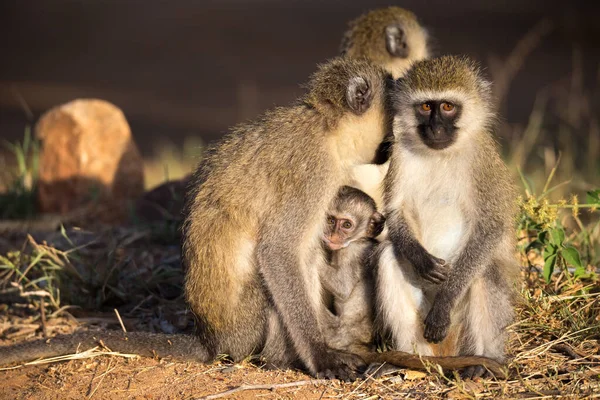 Three monkeys with one baby sit together