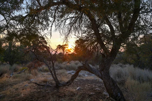 Amanecer Través Apertura Árbol — Foto de Stock