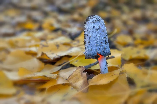 Coprinus Comatus Вильянуэва Алькоро Парк Альто Тахо — стоковое фото