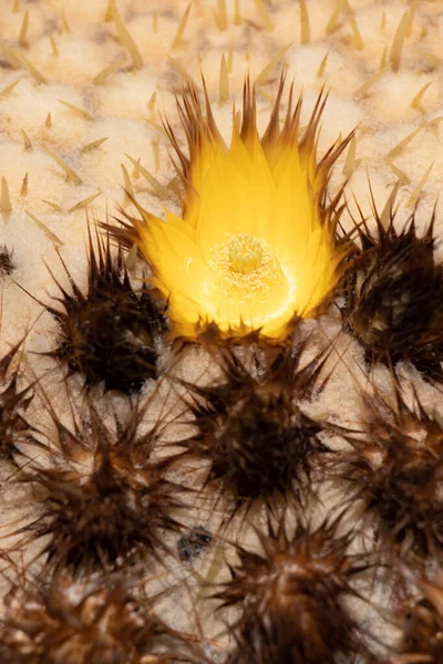 Zoom Beautiful Yellow Desert Flower — Zdjęcie stockowe